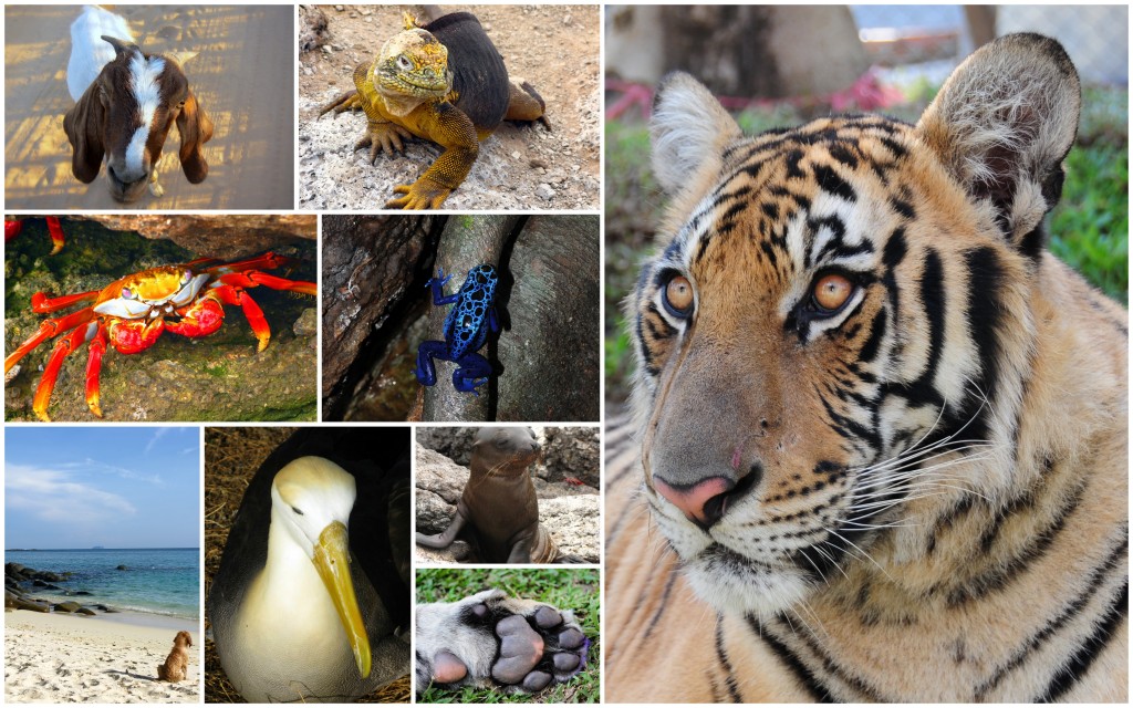 Animals from around the world Animals from around the world