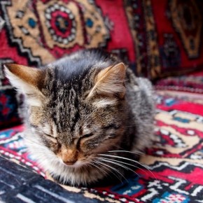 catshishaplace