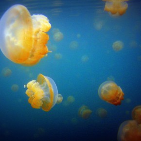 gary jellyfish