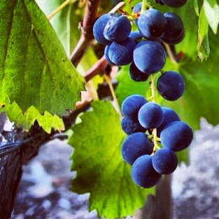 Douro valley grapes Douro valley grapes in Portugal