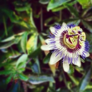 Passionfruit flower in Portugal Passionfruit flower in Portugal