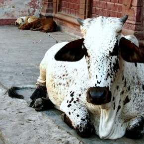 bikaner