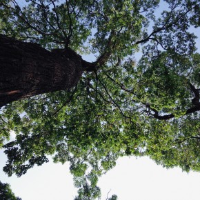 Saigon tree